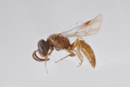 [Microsphecodes male (lateral/side view) thumbnail]